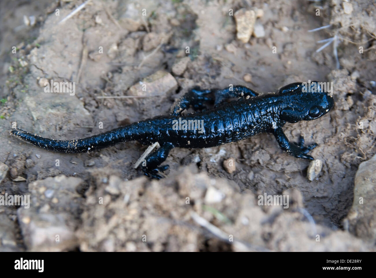 Schwarzer alpensalamander salamandra atra Fotos und Bildmaterial in
