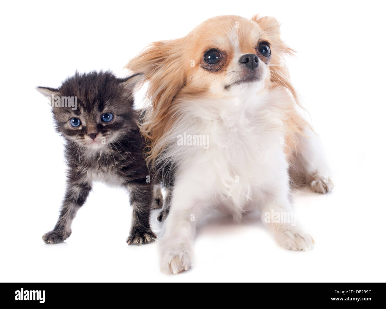 Porträt eines niedlichen reinrassiger Chihuahua und Kätzchen vor weißem Hintergrund Stockfoto