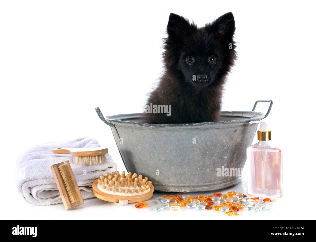 deutscher Spitz Welpen in einer Badewanne vor weißem Hintergrund Stockfoto