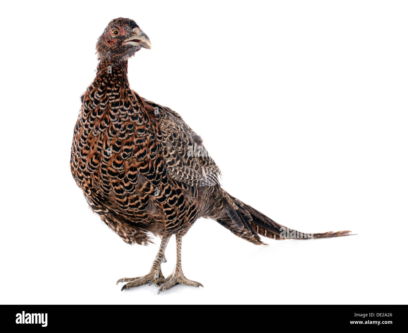 weiblichen europäischen gemeinsamen Fasan, Phasianus Colchicus, vor weißem Hintergrund Stockfoto