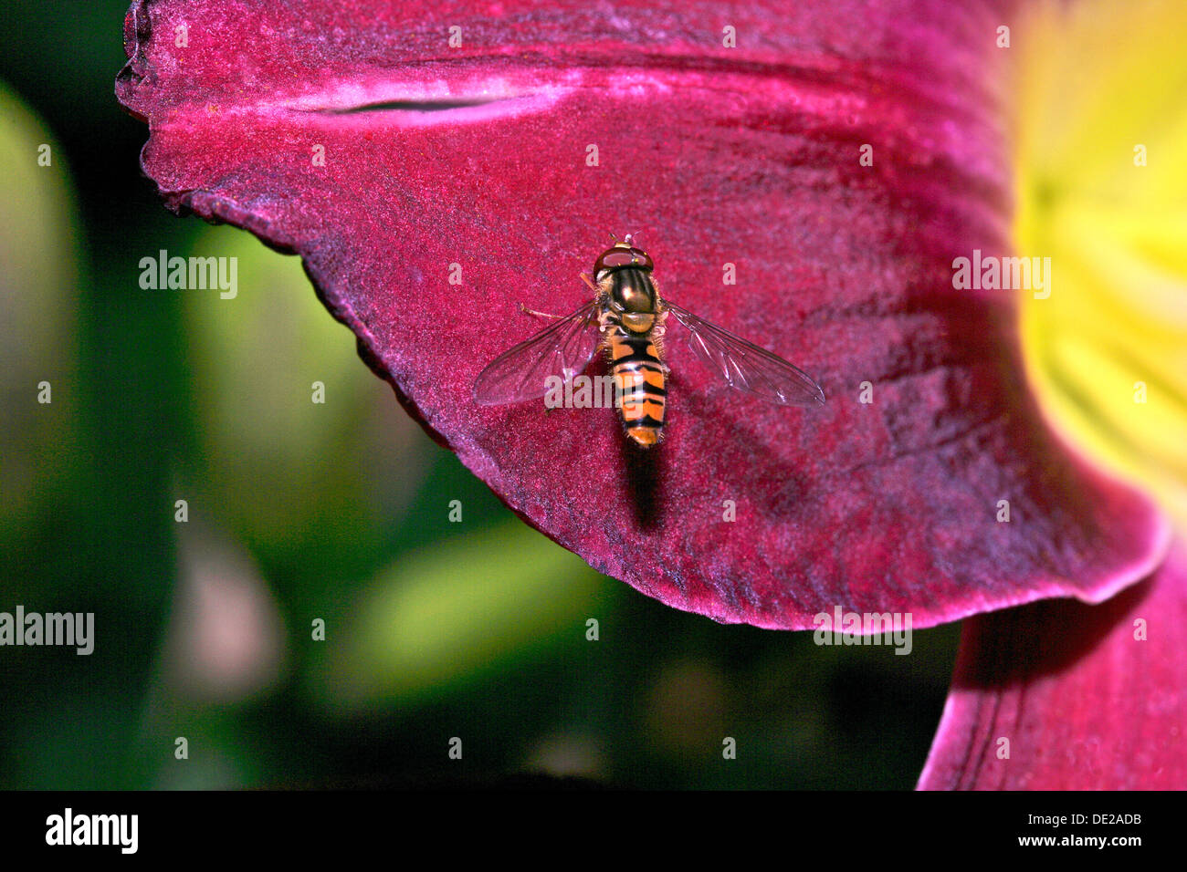 Hoverfly (Syrphus Ribesii), auf einem Blütenblatt einer Lilie Stockfoto