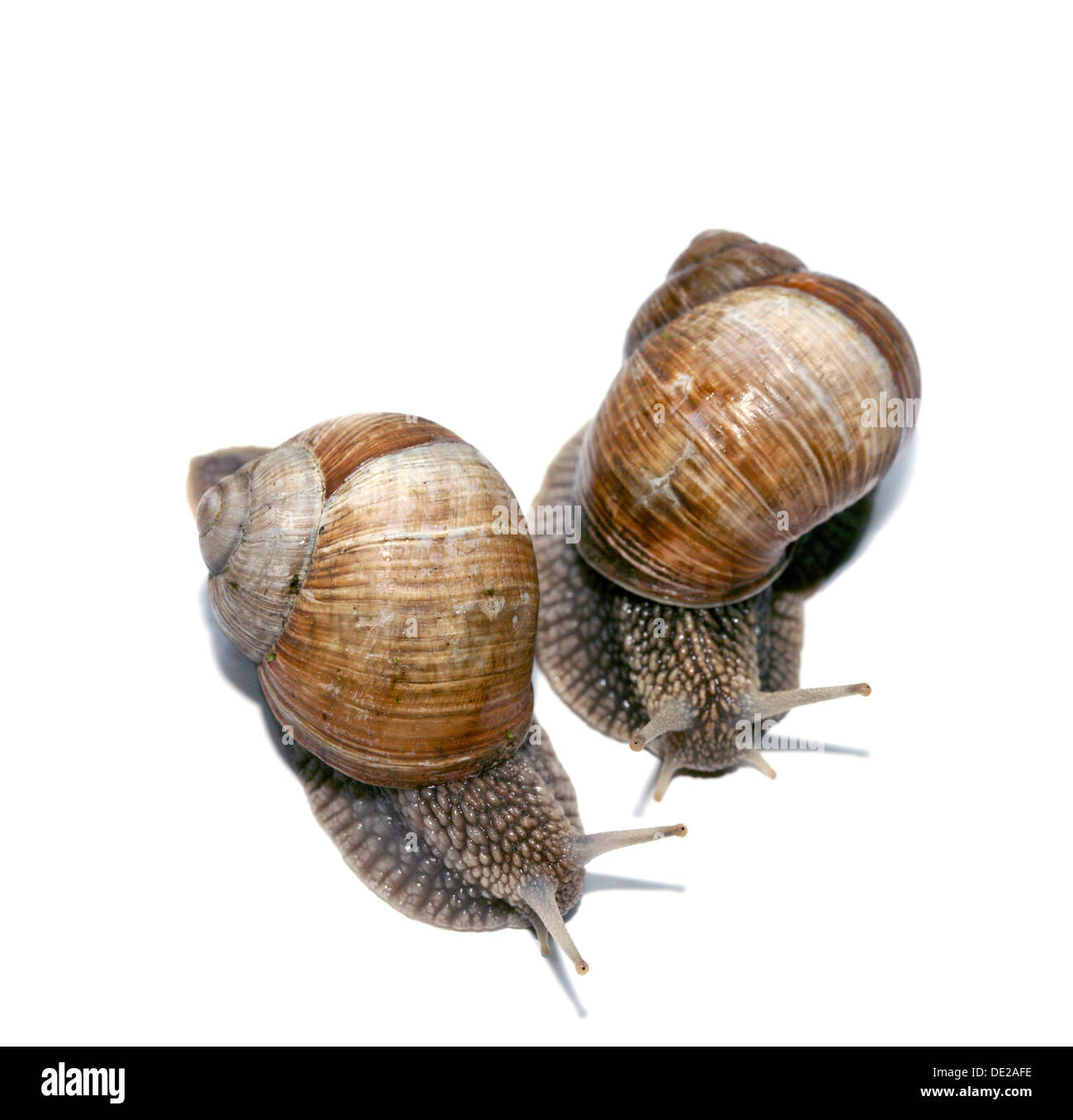 Zwei Burgunder Schnecken, römische Schnecken, essbare Schnecken oder Schnecken (Helix Pomatia) Stockfoto