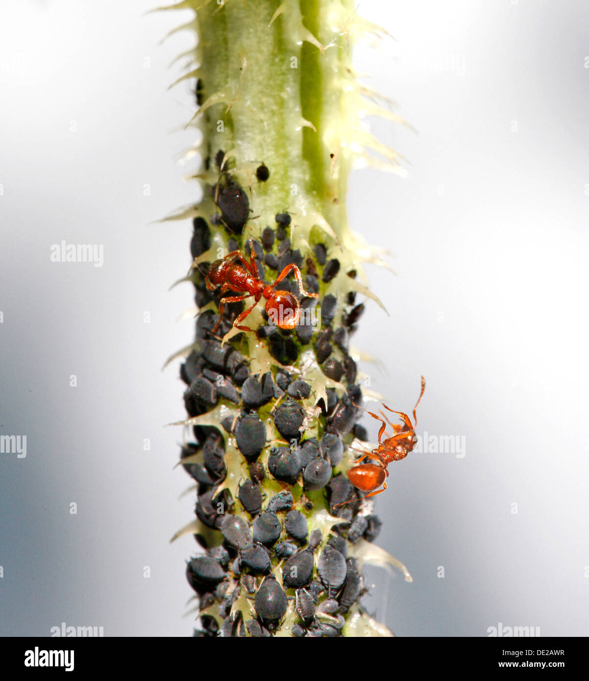Blattläuse oder Pflanze Läuse (Aphidoidea) auf einer Distel gemolken durch Ameisen (Formidicae), München, Upper Bavaria, Bavaria, Germany Stockfoto