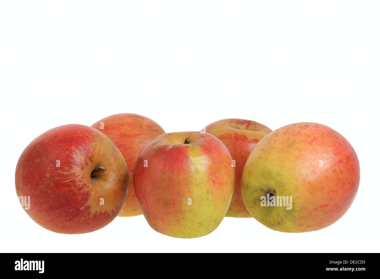 Äpfel, Trendelburg Kalvill Vielfalt Stockfoto