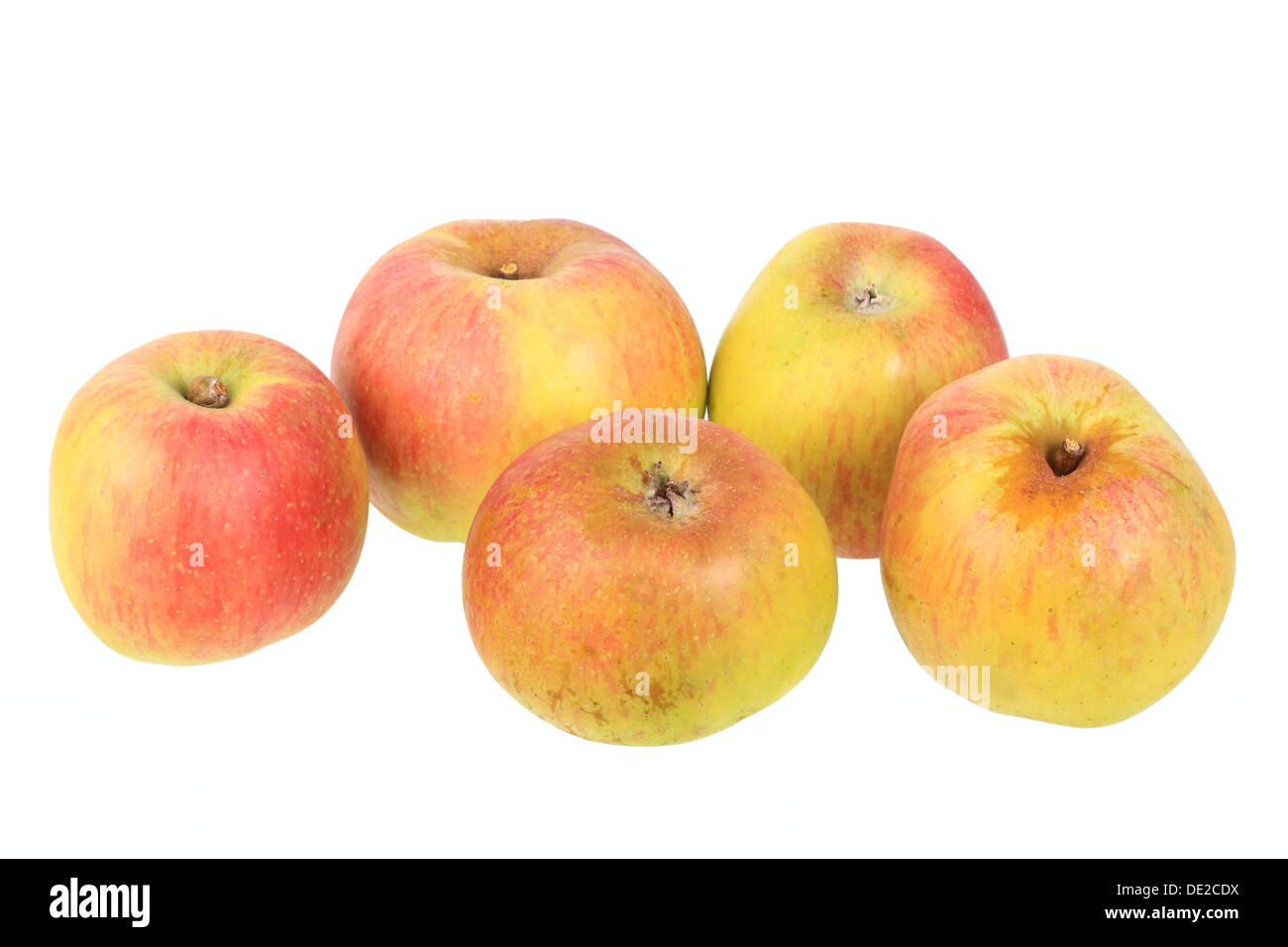 Äpfel, Anhalter Vielfalt, traditionelle Art zur Herstellung von Apfelwein Stockfoto