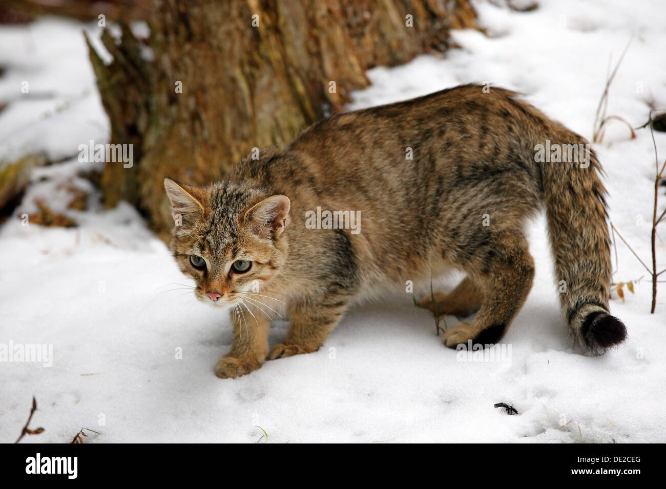 Wildkatze (Felis Silvestris) in den Schnee, Lahn-Dill-Kreis, Taunus, Hessen, Deutschland Stockfoto