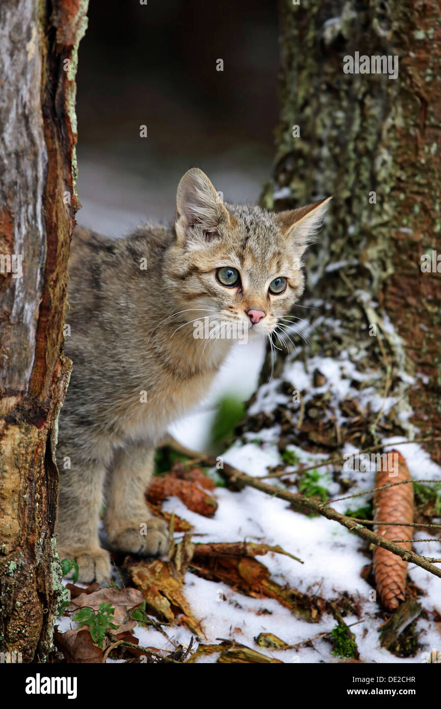 Wildkatze (Felis Silvestris), jungen männlichen Blick hinter einem Baumstamm, Lahn-Dill-Kreis, Taunus, Hessen, Deutschland Stockfoto
