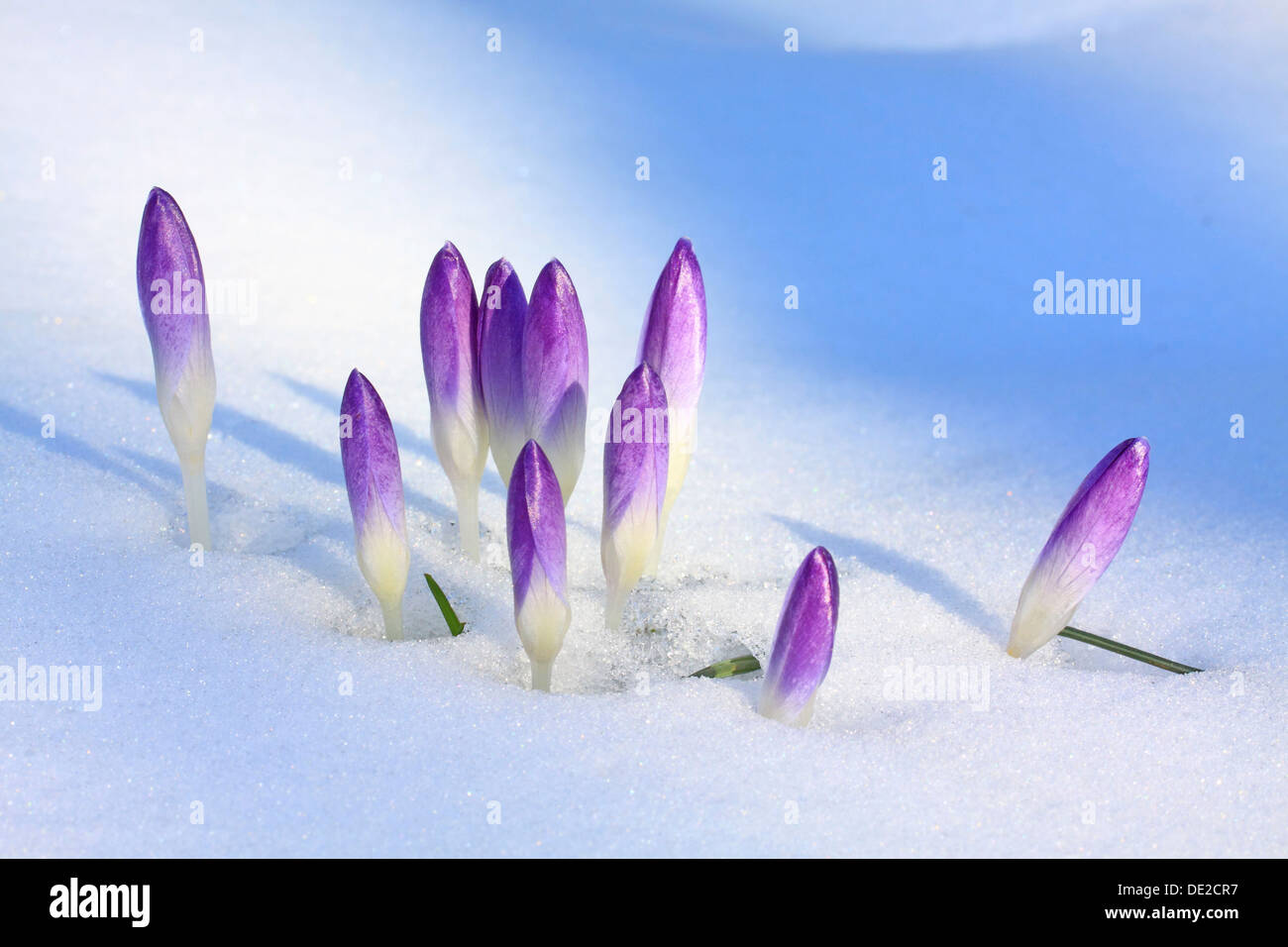 Lila Feder Krokusse oder riesige Krokusse (Crocus Vernus), geschlossenen Blüte im Schnee, Westerwald, Solms, Hessen, Deutschland Stockfoto