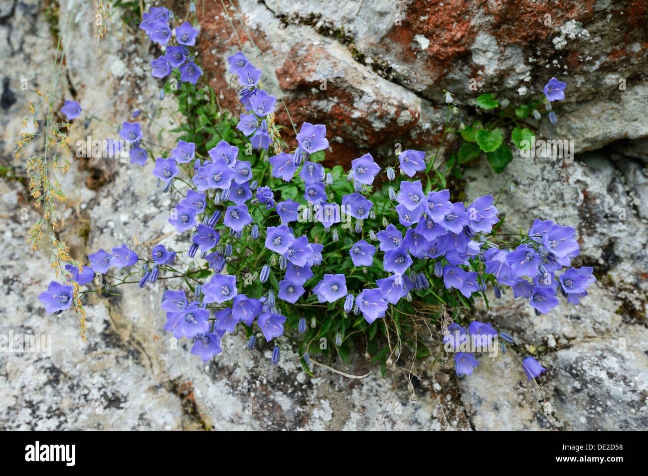 Zwerg-Campanula oder Glockenblume (Campanula Cochleariifolia), Bürgenstock, Schweiz, Europa Stockfoto