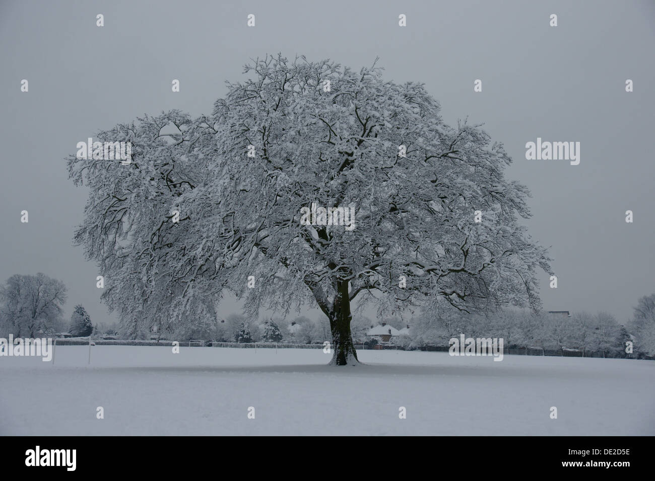 Dramatisches Bild von Schnee beladenen Baum nach Anschluss an einen schweren Sturz in Cassiobury Park Watford. Stockfoto