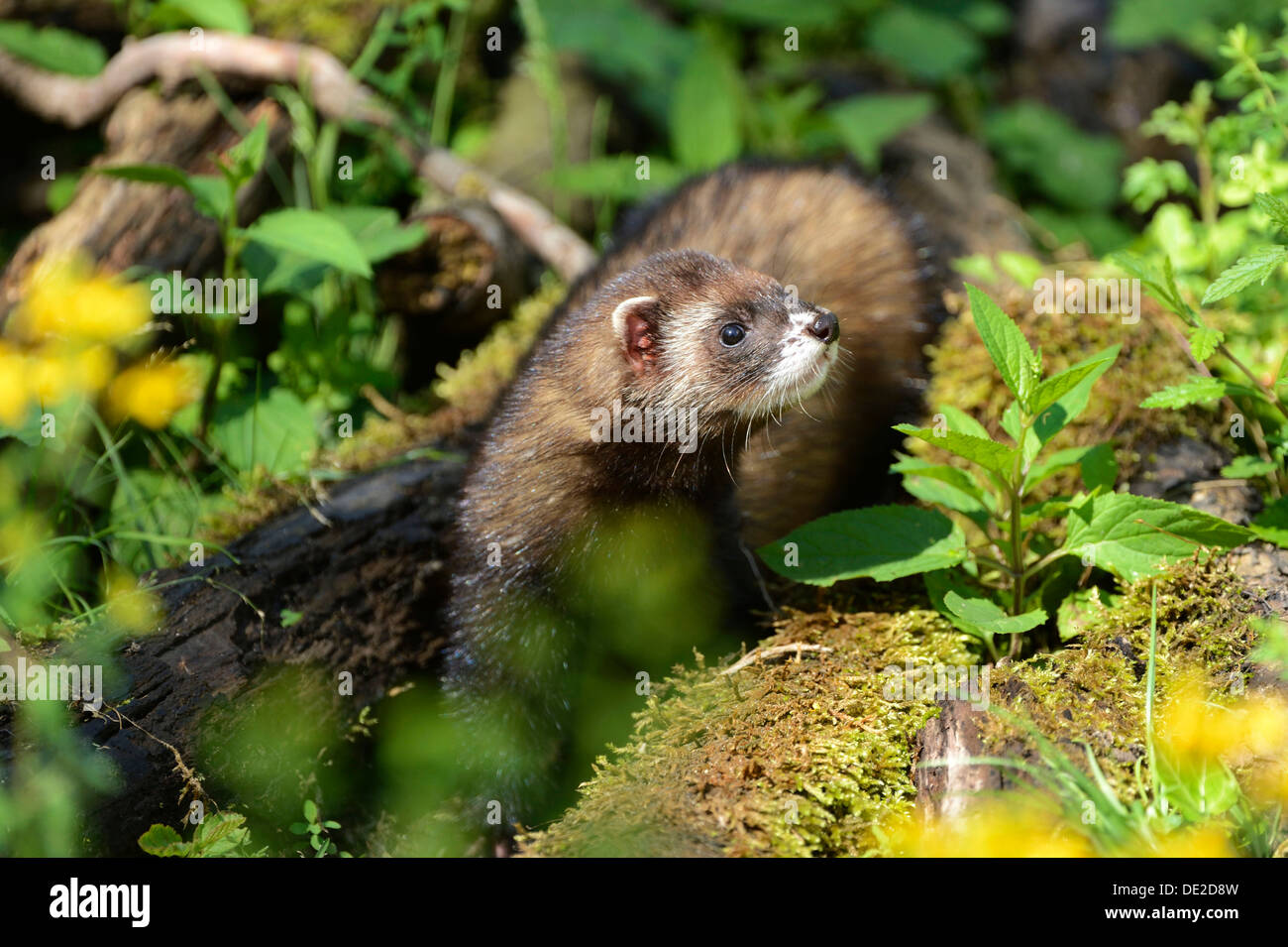 Europäischer Iltis (Mustela Putorius), Arth Goldau, Zug, Schweiz, Europa Stockfoto