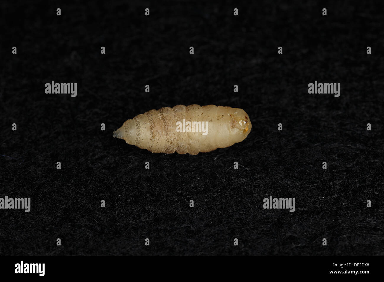 Tumbu fliegen Larve Cordylobia anthropophaga Stockfotografie Alamy