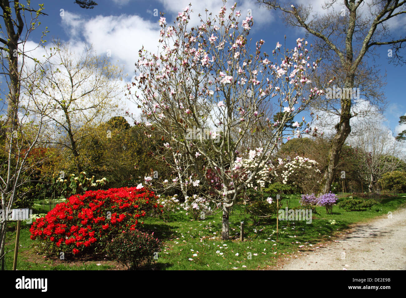 Rot Rhododendron und rosa Magnolie Strucher blhen Stockfotografie - Alamy