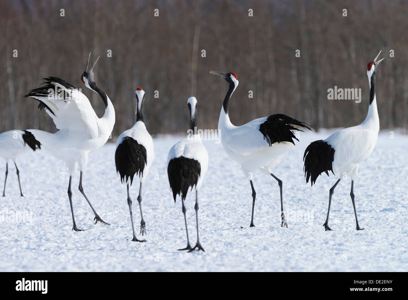 Rot-gekrönten Kräne, japanische Kränen oder mandschurische Kraniche (Grus Japonensis), anzeigen, Paarung Anruf Stockfoto