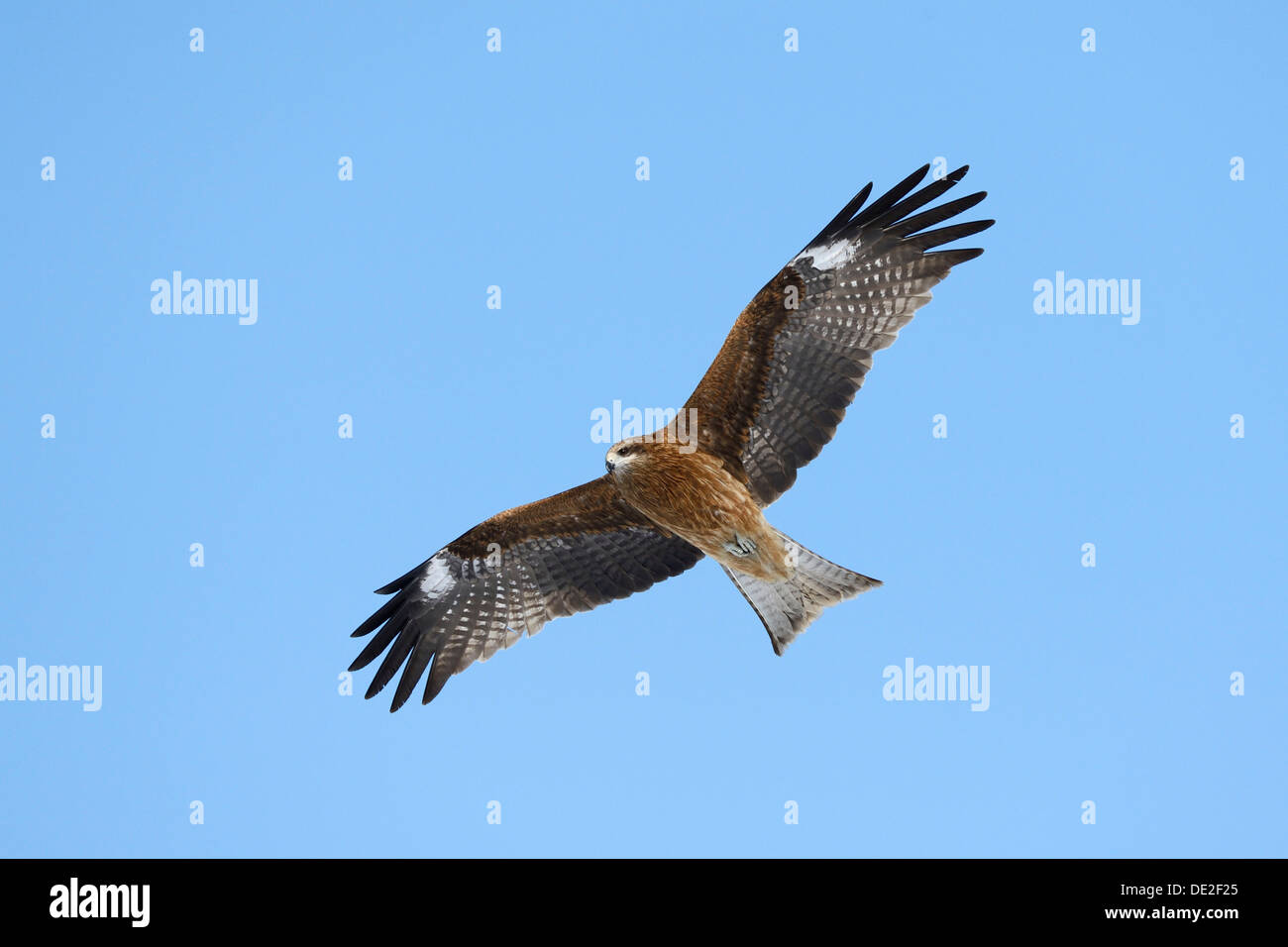 Schwarzmilan (Milvus Migrans) im Flug, Ansicht von unten Kushiro-Shitsugen-Nationalpark, Kushiro, Hokkaido, Japan Stockfoto