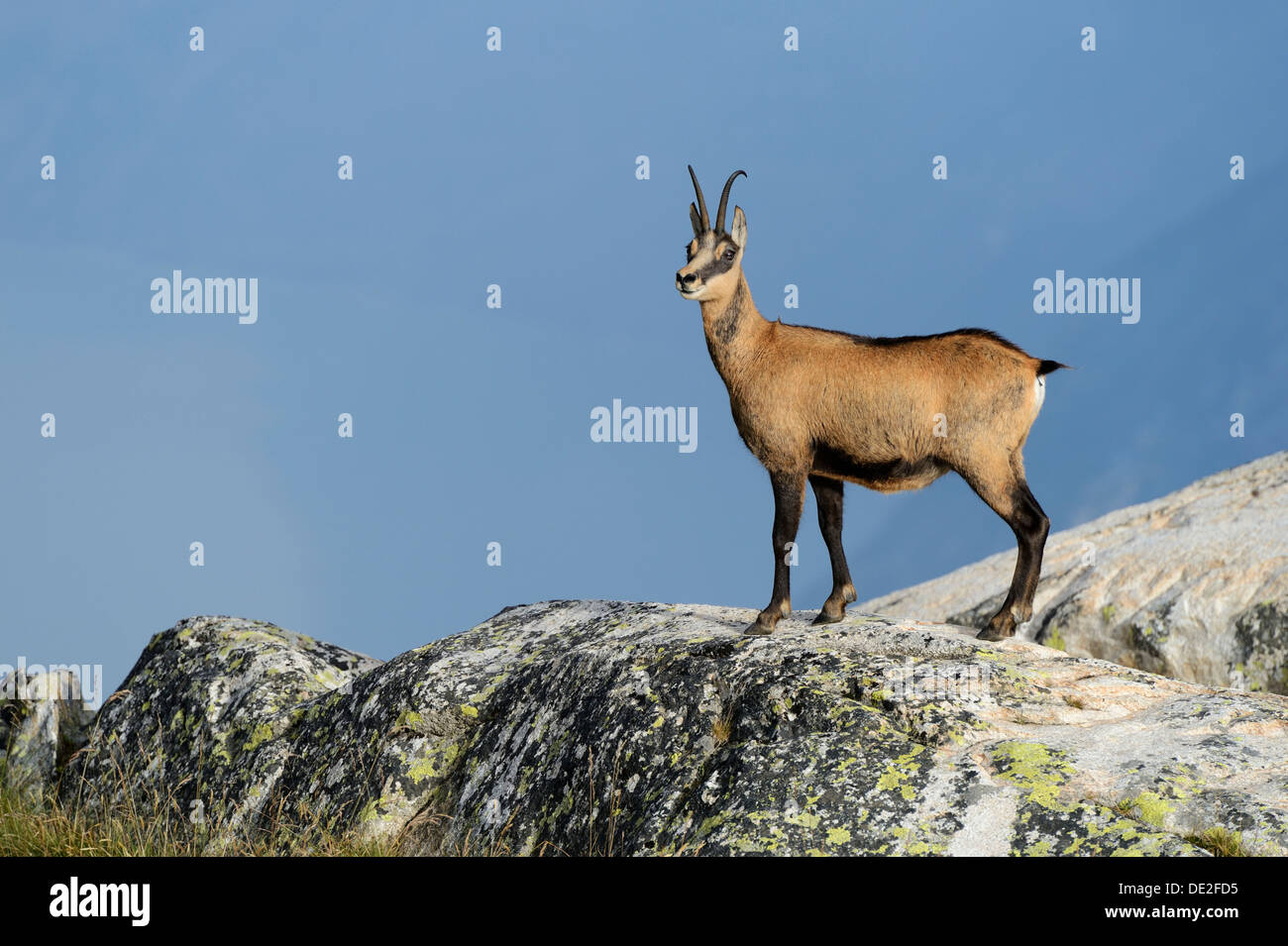 Gämse (Rupicapra Rupicapra), Kanton Wallis, Schweiz Stockfoto