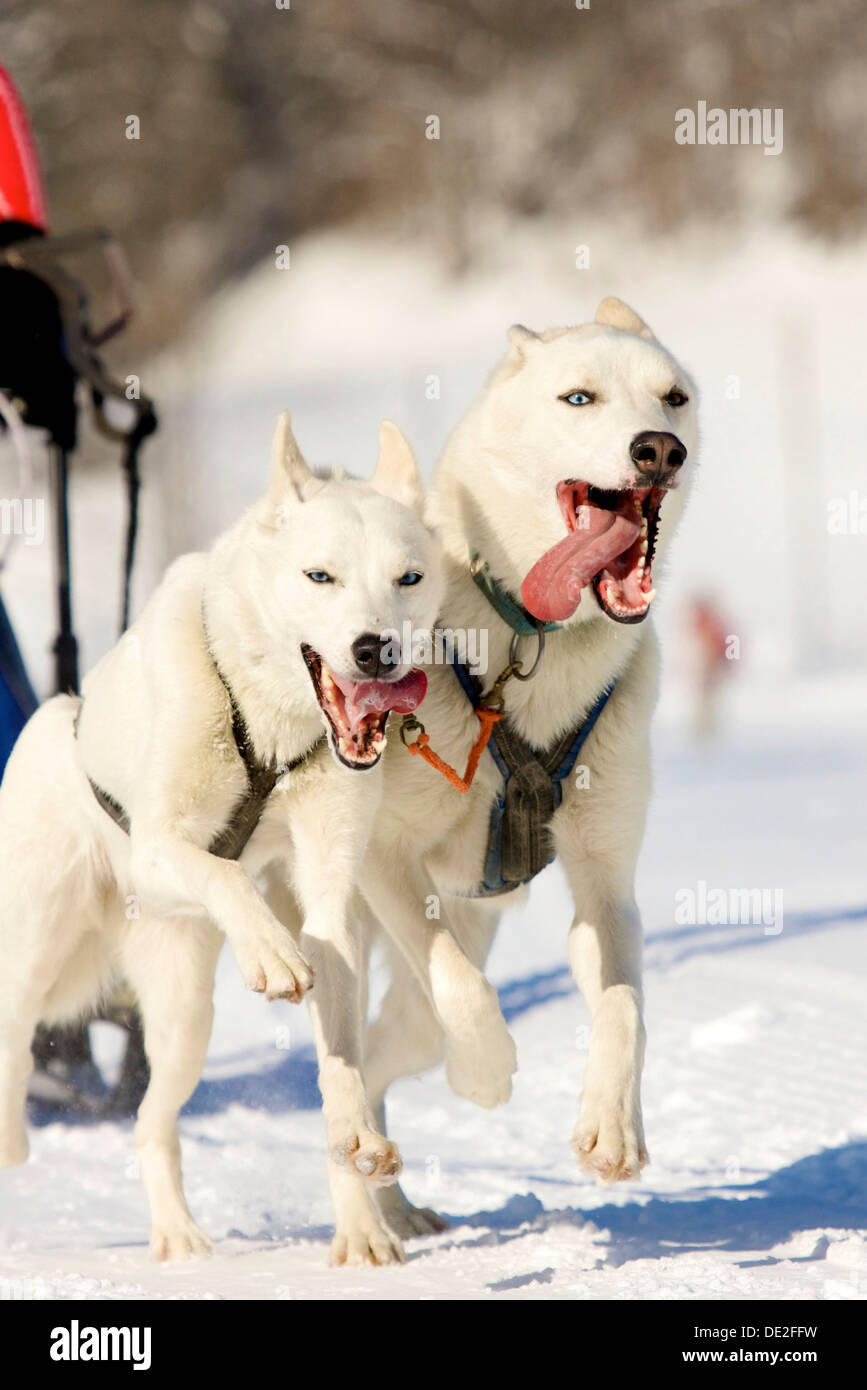 Vorderansicht des sibirischen Huskies Schlittenhunde bei einem Rennen im winter Stockfoto