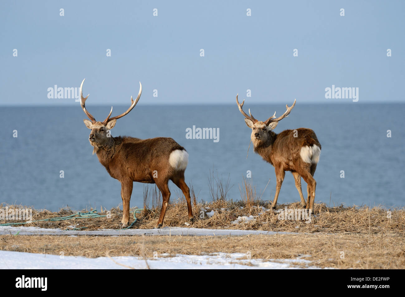 Gefleckte Rehe oder japanische Hirsch (Cervus Nippon Yesoensis), Männchen, zwei Hokkaido Sika Hirsch, Hirsche, Meer von Okhotsk auf Rückseite Stockfoto