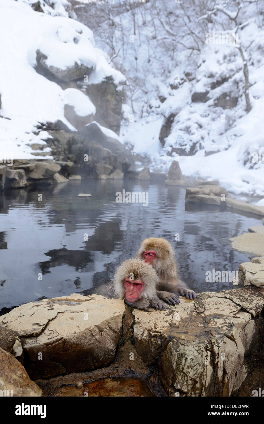 Japanischen Makaken oder Schnee-Affen (Macaca Fuscata), nehmen ein Bad in einer heißen Quelle, Affenpark Jigokudani, Nagano-Präfektur Stockfoto