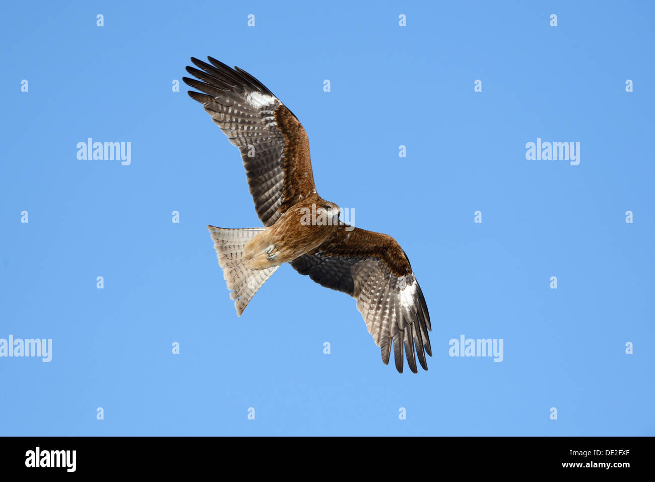 Schwarzmilan (Milvus Migrans) im Flug, Ansicht von unten Kushiro-Shitsugen-Nationalpark, Kushiro, Hokkaido, Japan Stockfoto