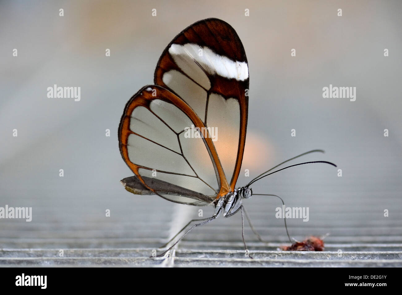 Pinsel-footed Butterfly (Greta Oto), Schmetterling aus Südamerika Stockfoto