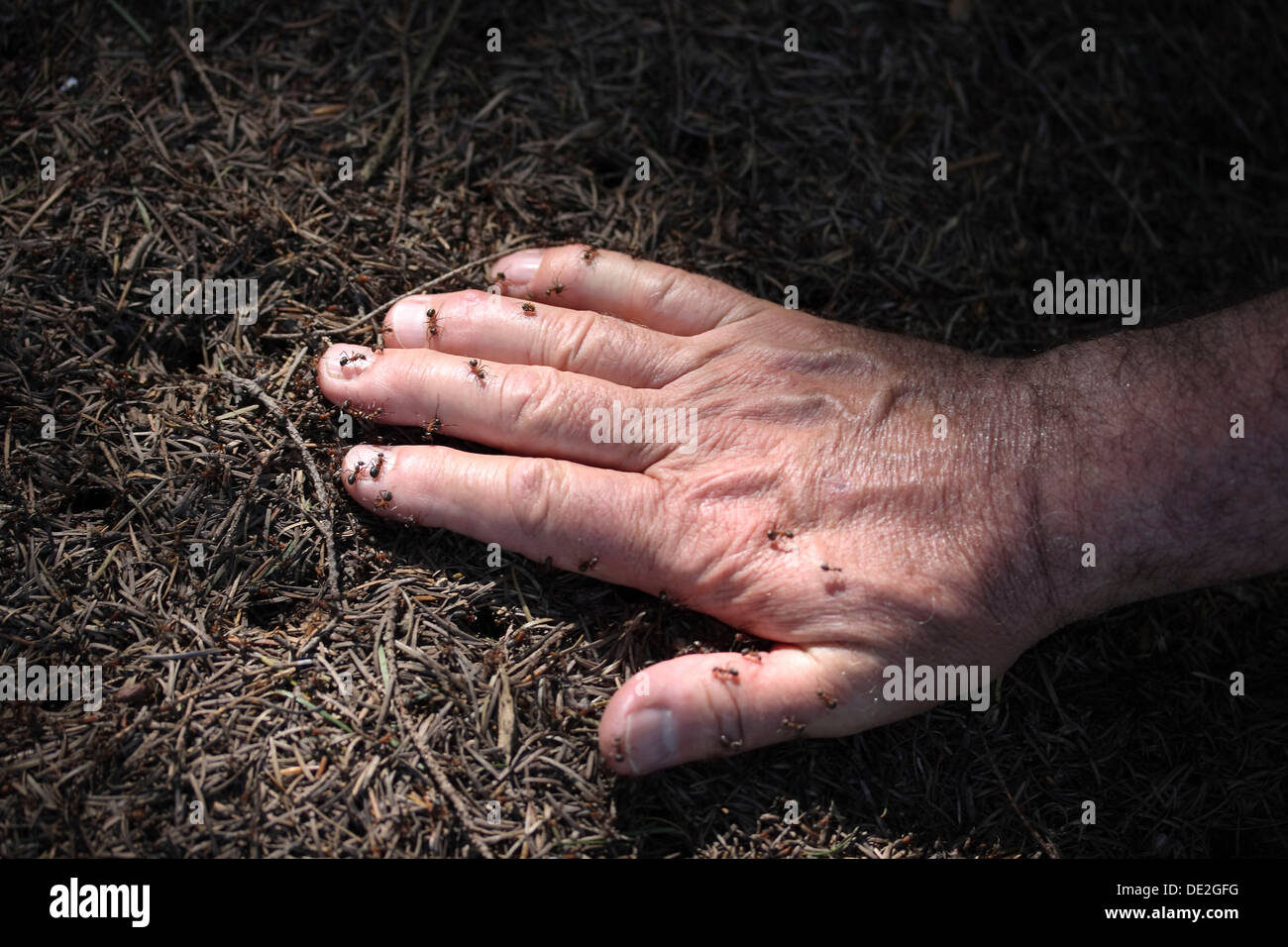 Männliche Hand drücken Sie auf einem Ameisenhaufen, Waldameisen (Formica) Stockfoto