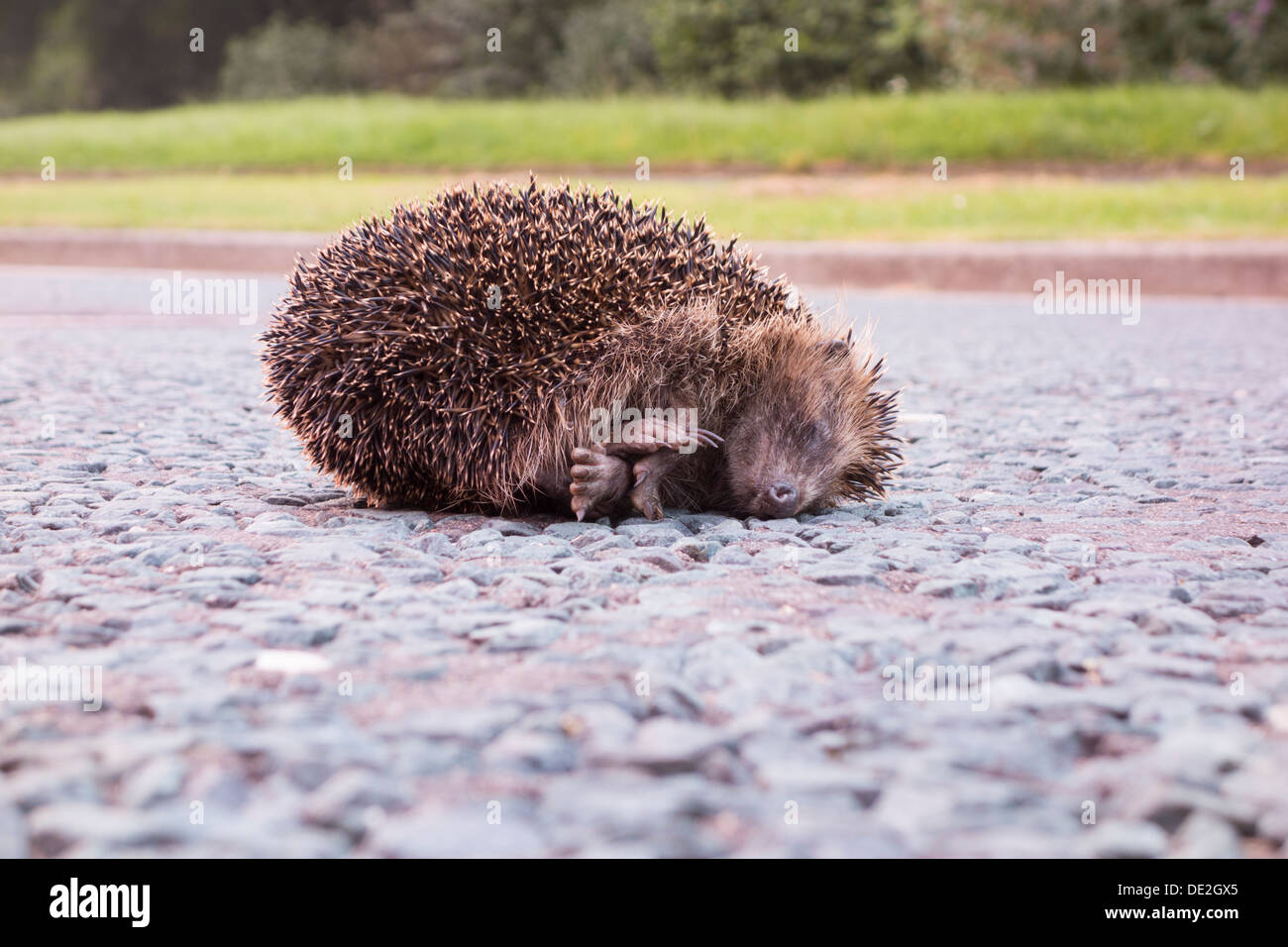 Igel tot Road Kill roadkill Stockfoto