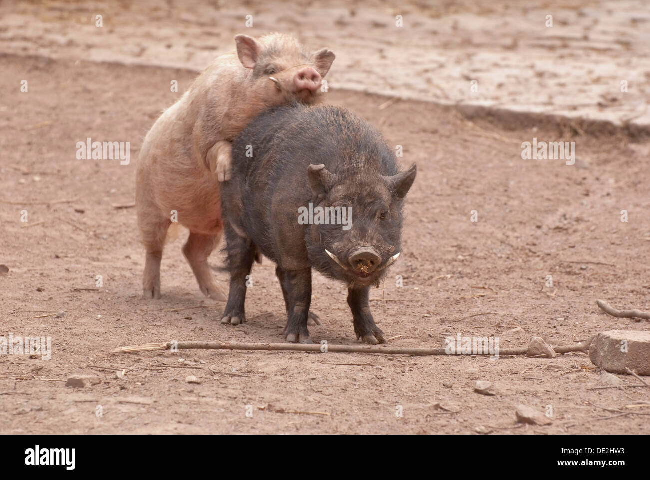 Spielen Mini-Schweine, Zoo Wildpark Pforzheim, Baden-Württemberg Stockfoto