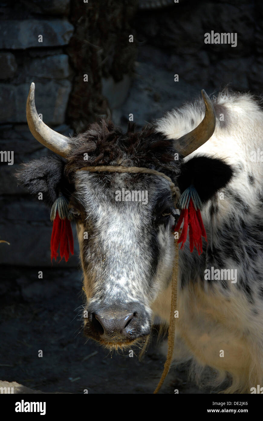 Porträt, Kopf mit Hörnern, schwarz / weiß gescheckt Yak (Bos Mutus), Himalaya, autonome Region Tibet Stockfoto