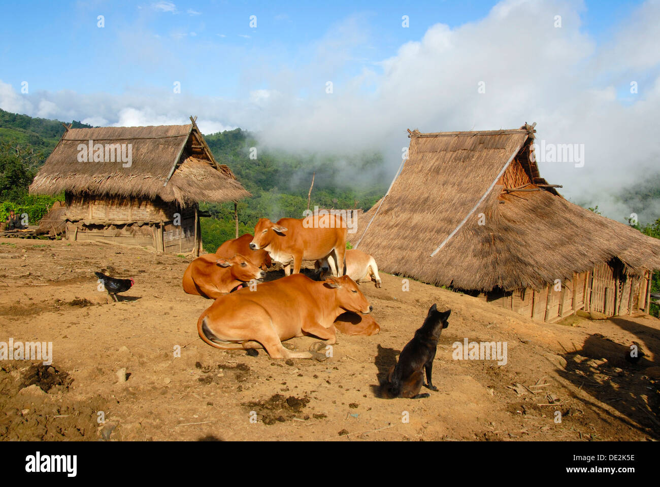 Hütten von Bambus und Stroh, Akha Nuqui ethnische Gruppe, Rinder, Hund und Huhn, Ban Changteun Dorf gemacht Stockfoto