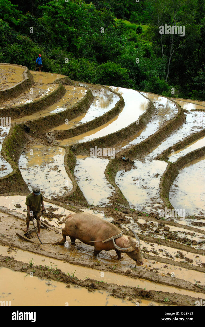 Berg Paddy, bewässerten Reisterrassen, Landwirt, Bodenbearbeitung und pflügen das Feld mit einem Wasserbüffel Stockfoto