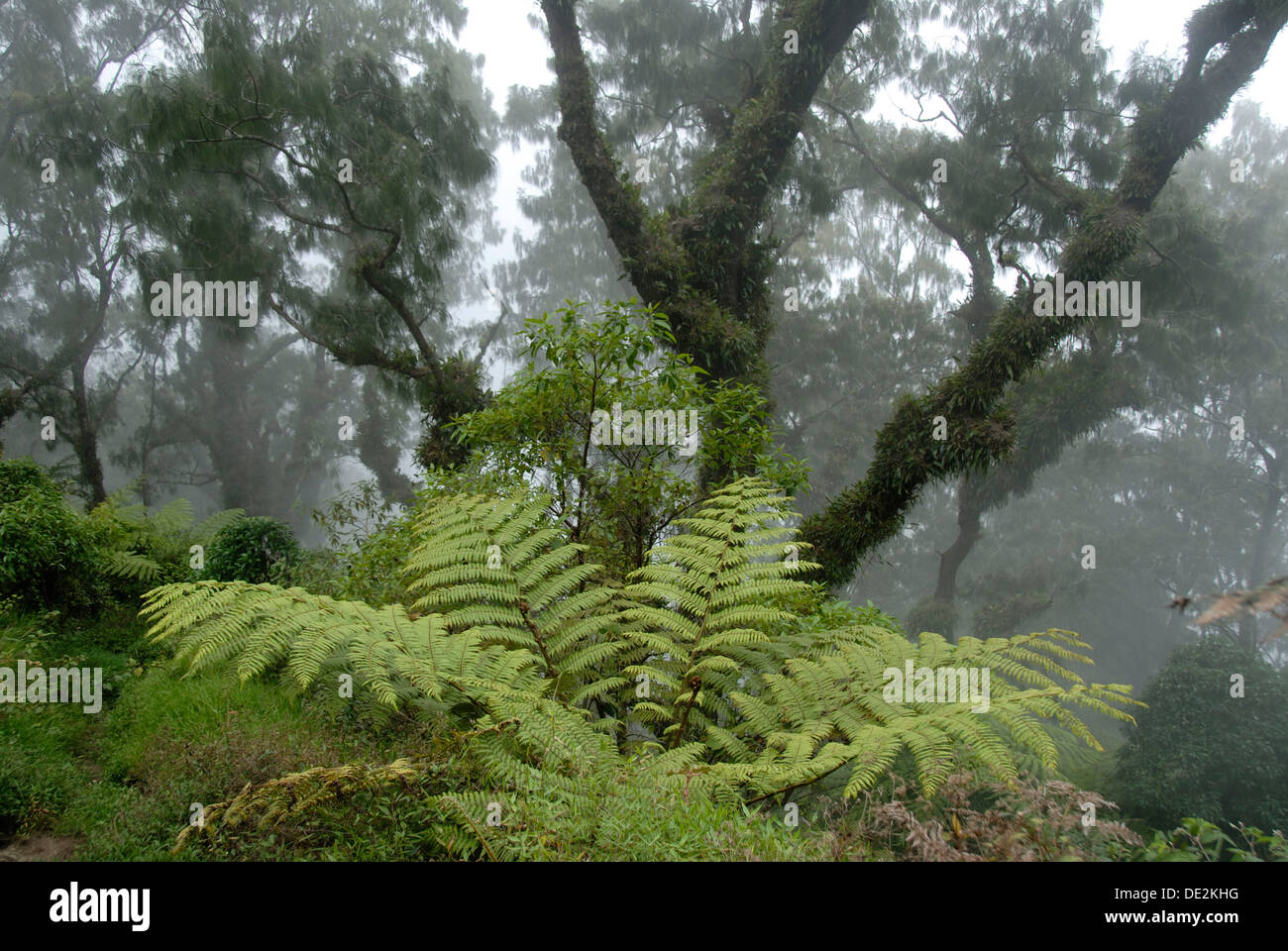 Dschungel, Nebelwald, Nebel, große Farne und Moose alten moosbewachsenen Bäumen im Wald, Berg Gunung Abang, Bali, Indonesien Stockfoto