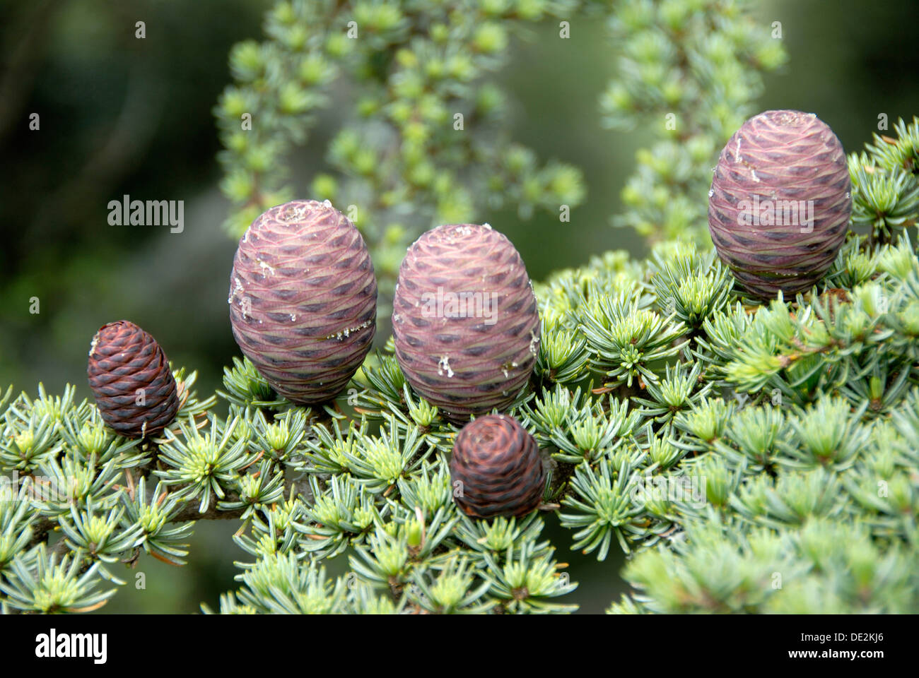 Zweig der eine LibanonZeder (Cedrus Libani Var Brevifolia) mit lila