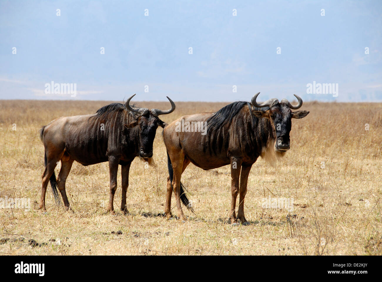Zwei blaue Gnus (Connochaetes Taurinus) stehen im trockenen Grasland, Ngorongoro Crater, Serengeti Nationalpark Stockfoto