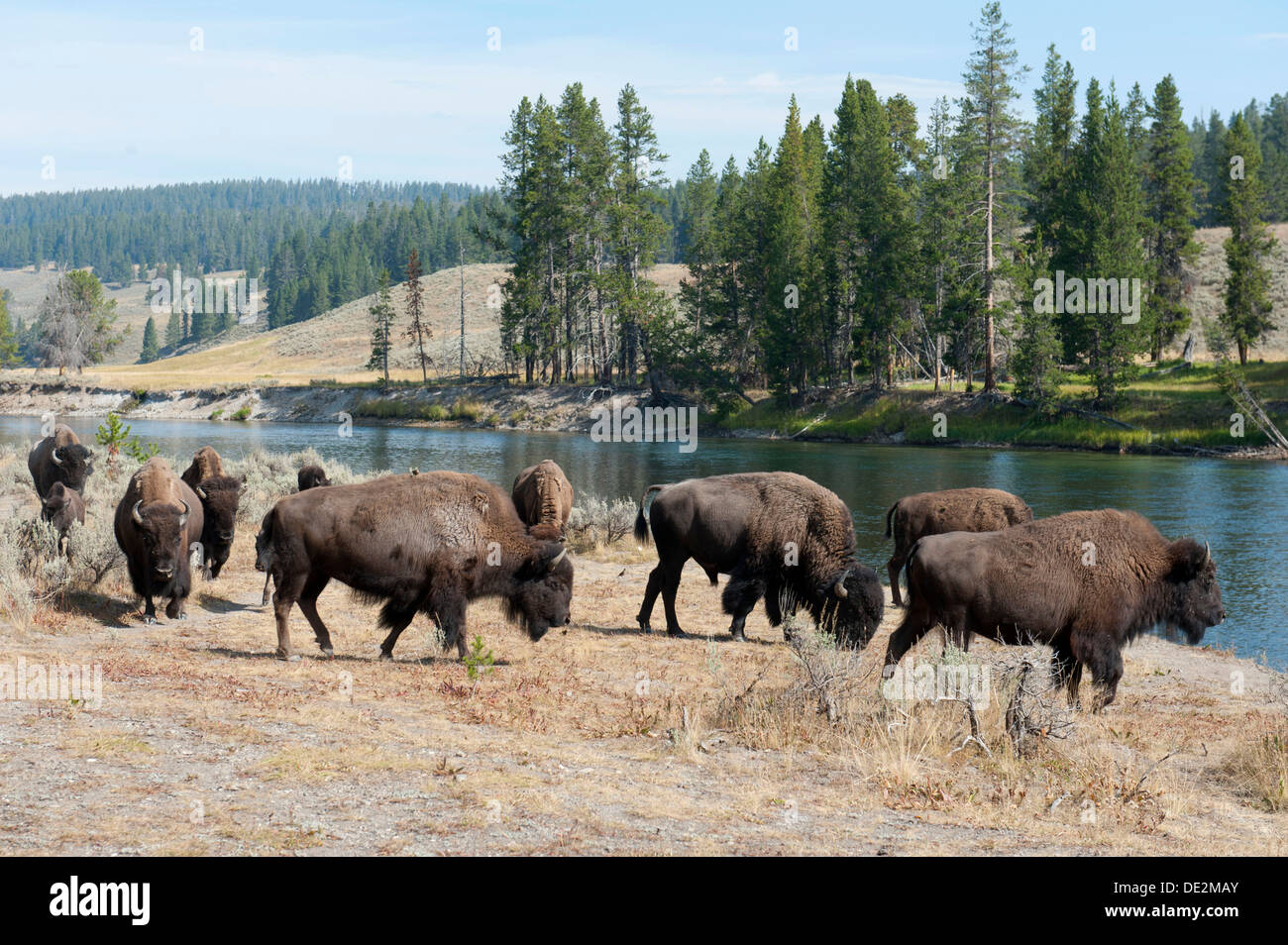Herde von Bisons (Bison Bison) am Yellowstone River, Yellowstone-Nationalpark, Wyoming, USA, Vereinigte Staaten von Amerika Stockfoto