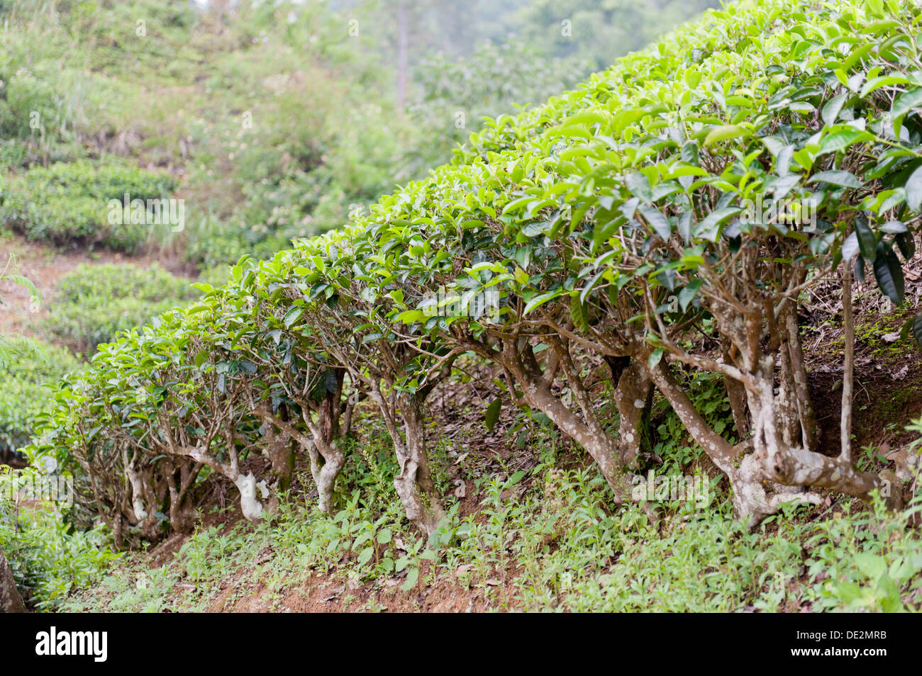 Tee (Camellia Sinensis), Teepflanzen auf einer Teeplantage, Moray Estate in der Nähe von Dalhousie, Maskeliya Reservoir, Nuwara Eliya Stockfoto