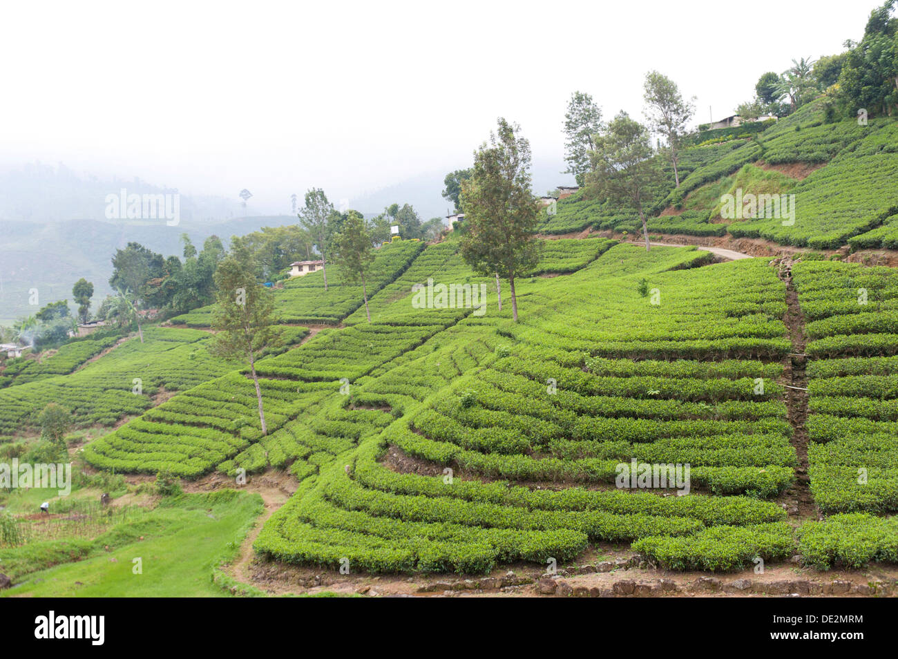 Teeplantage, Teepflanzen in Reihen an einem Hang, Tee (Camellia Sinensis), Moray Estate in der Nähe von Dalhousie, Maskeliya Reservoir Stockfoto