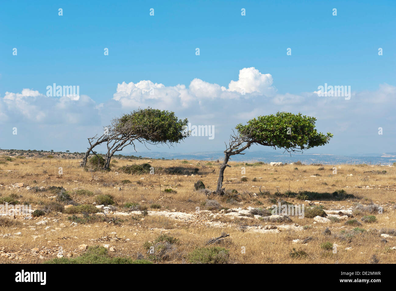 Wind geblasen Bäume, Wachstum Anomalien, zwei Johannisbrotbaum (Ceratonia Siliqua) wachsen Bäume in eine Richtung vor dem Wind, Cap Aspro Stockfoto