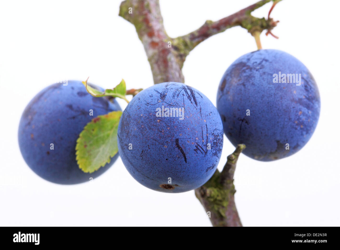 Schlehe, Schlehe (Prunus Spinosa), Beeren Stockfoto