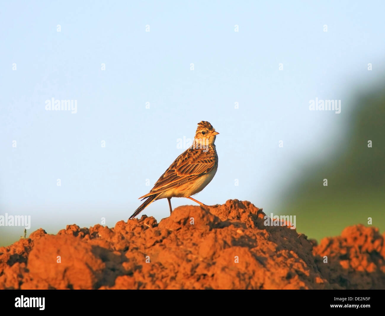 Feldlerche (Alauda Arvensis) Stockfoto