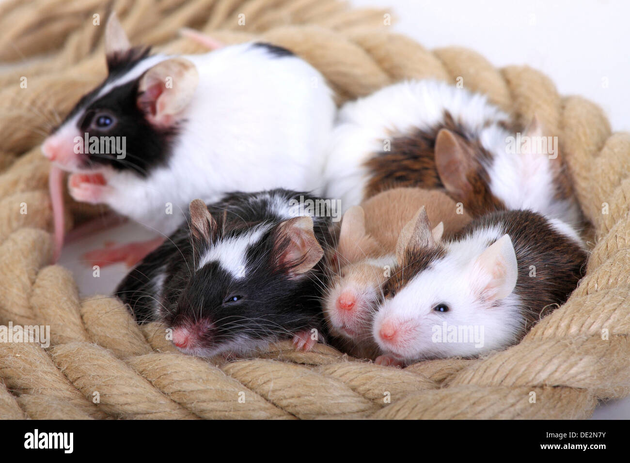 Verschiedene farbige Fancy Mäuse kuscheln zusammen, eine domestizierte Form der Hausmaus (Mus Musculus) Stockfoto
