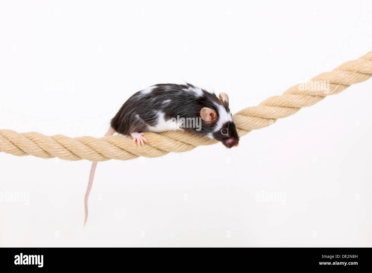 Lust auf Maus balancieren auf einem Seil, eine domestizierte Form der Hausmaus (Mus Musculus) Stockfoto