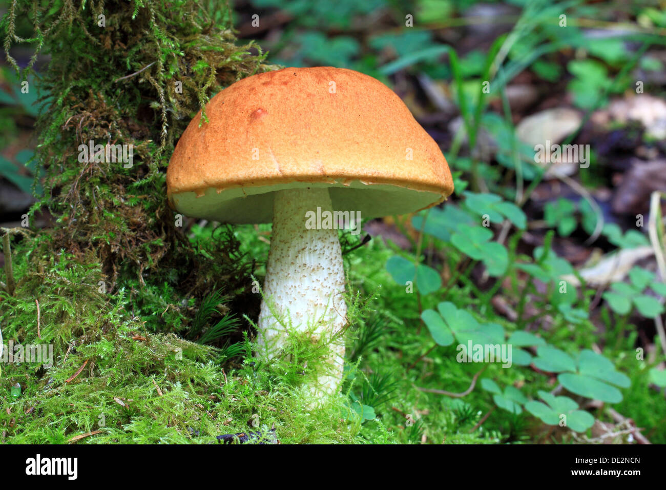 Birch Bolete (Leccinum Scabrum), Pilz Stockfoto