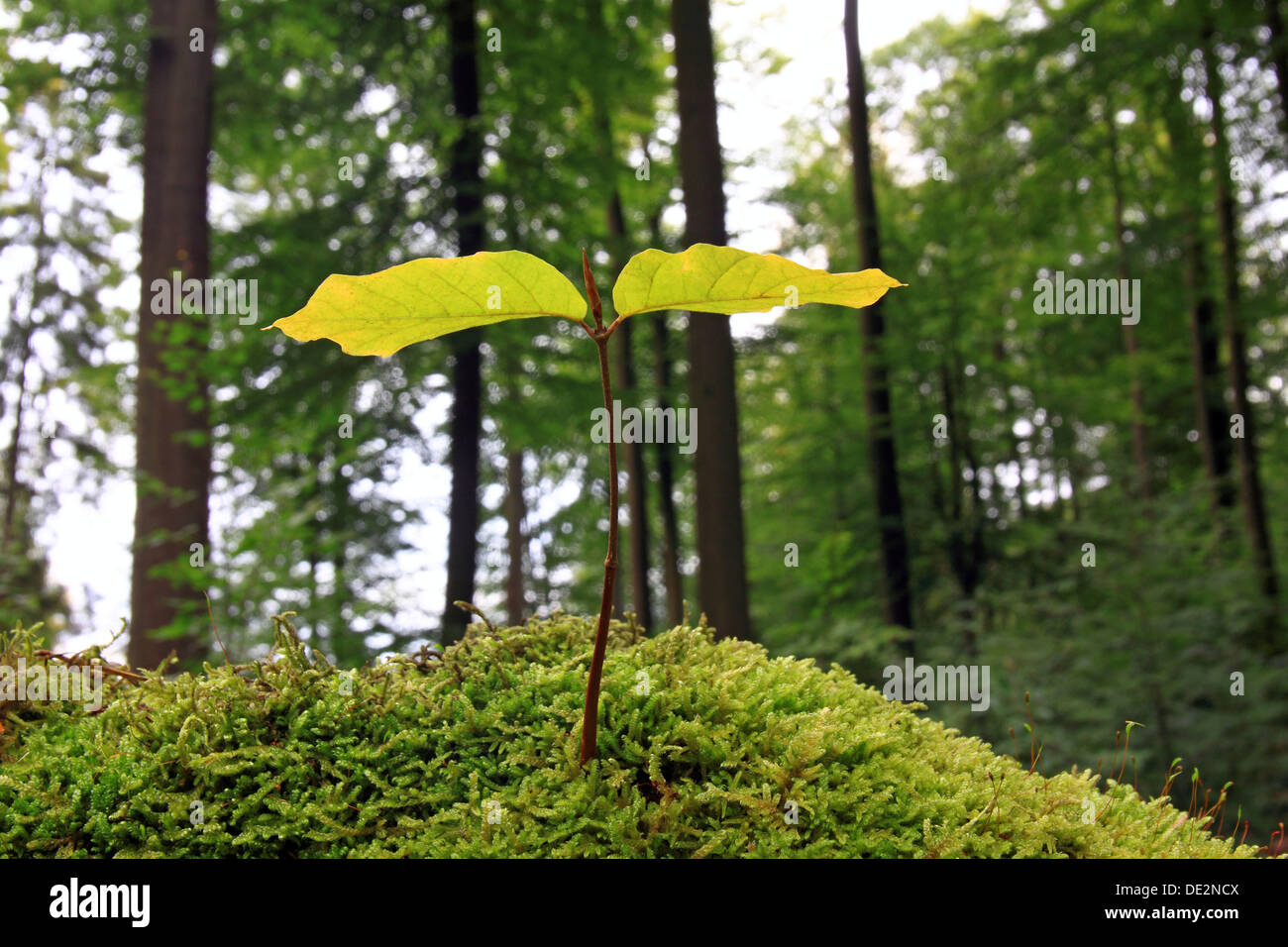 Buche-Sämling wächst auf Moos, symbolisches Bild für Naturwald, natürliche Waldbewirtschaftung, natürliche regeneration Stockfoto