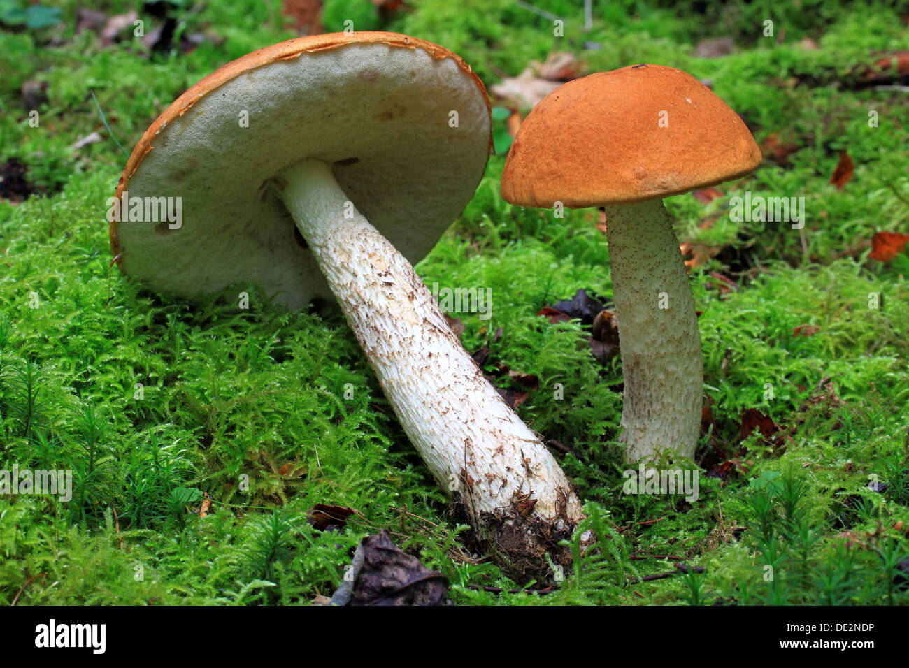 Birken-Röhrenpilze (Leccinum Scabrum), Pilze auf Moos Stockfoto