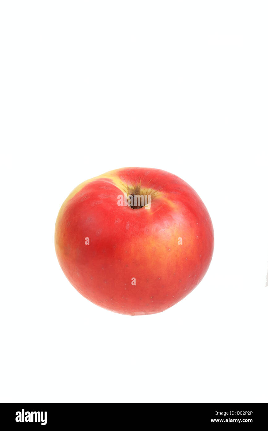 Apple, Ditzel Rose Apfelsorte Stockfoto