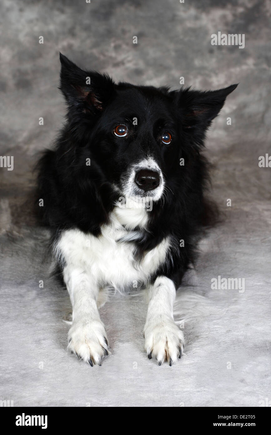 Border Collie (Canis Lupus Familiaris), liegender Hund, Porträt Stockfoto