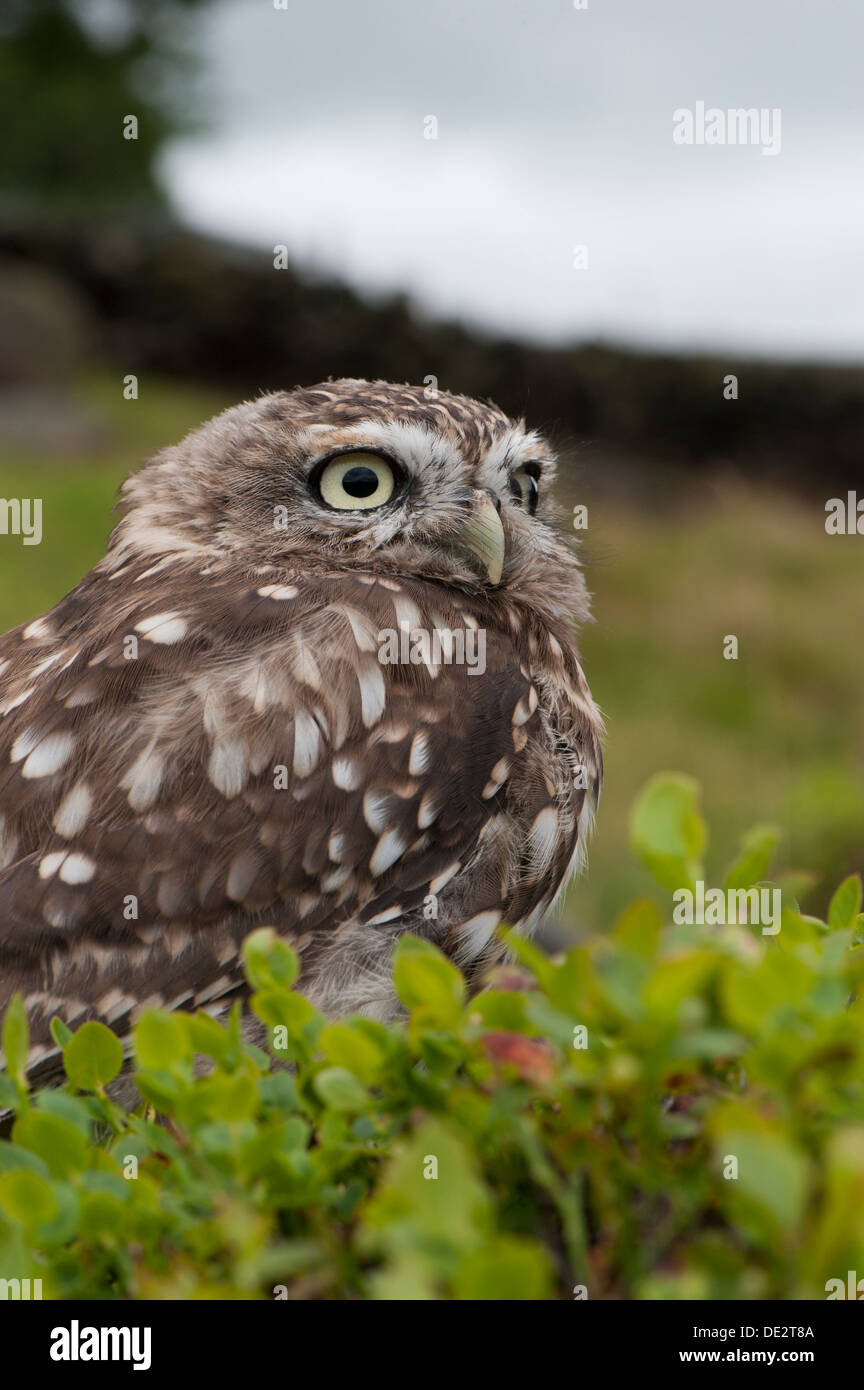 Steinkauz (Athene Noctua) thront auf Moorland, typische Lebensraum für den Vogel. In Gefangenschaft, UK. Stockfoto