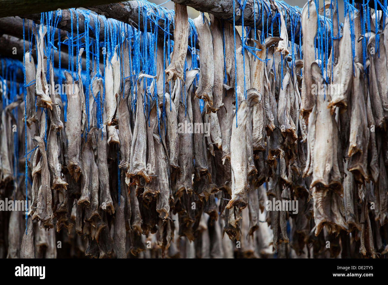 Fische, getrocknet, Island, Europa Stockfoto