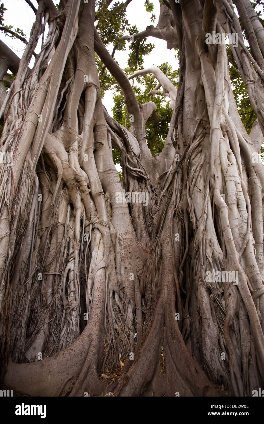 Die typische Luftwurzeln Ficus Macrophylla (oder der Moreton Bay Fig) Stockfoto
